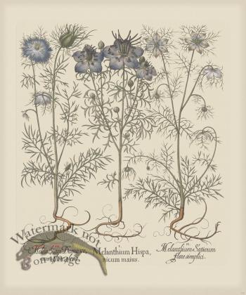 Besler 175 Colored  B2